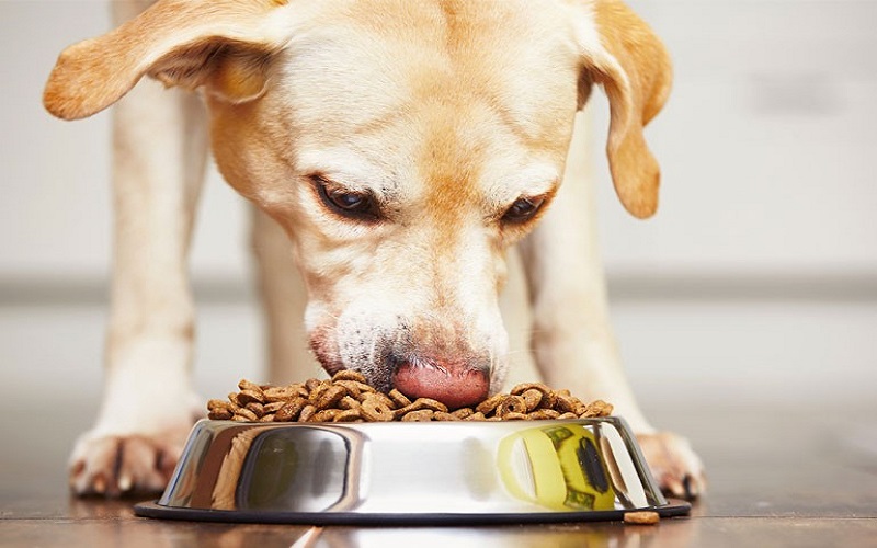 Biến chứng khi cho chó ăn thức ăn của mèo