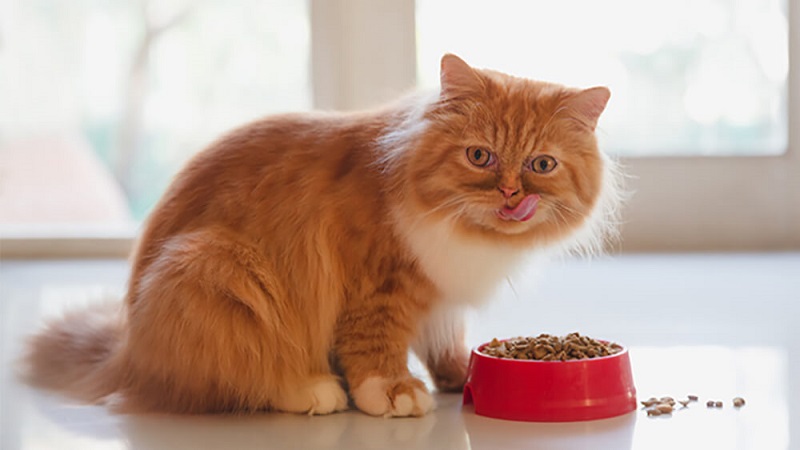 Mèo có ăn thức ăn cho chó được không?
