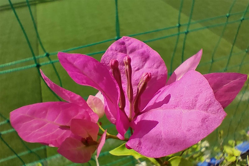 Ảnh chụp camera macro Realme 7 Pro Ảnh chụp camera macro Realme 7 Pro