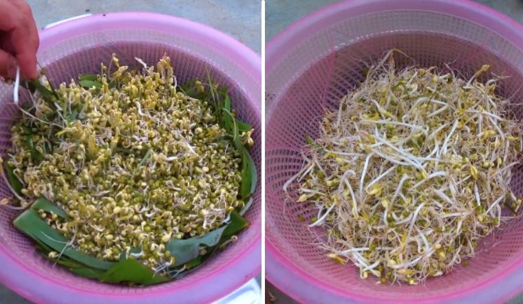 Tự trồng giá bằng lá chuối vừa đảm bảo vệ sinh lại rất đơn giản, 3 ngày là có ăn