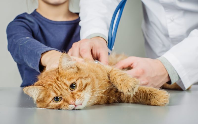 Cách điều trị bệnh FIV ở mèo