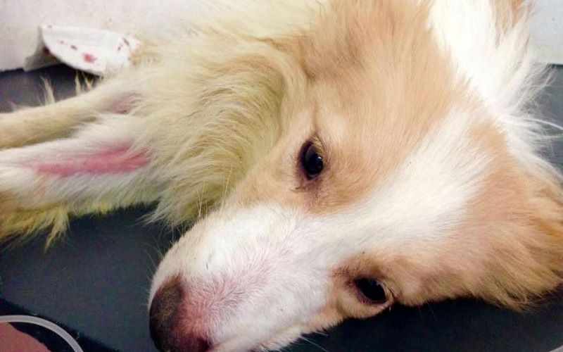 Tìm hiểu nguyên nhân và các bệnh khiến chó bị sưng mắt - Phụ Kiện Spa Chó Mèo Hà Nội