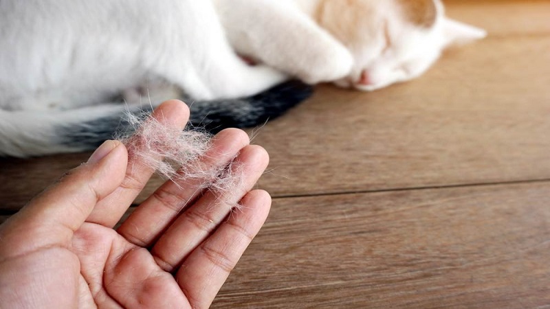 Tóc hay lông động vật