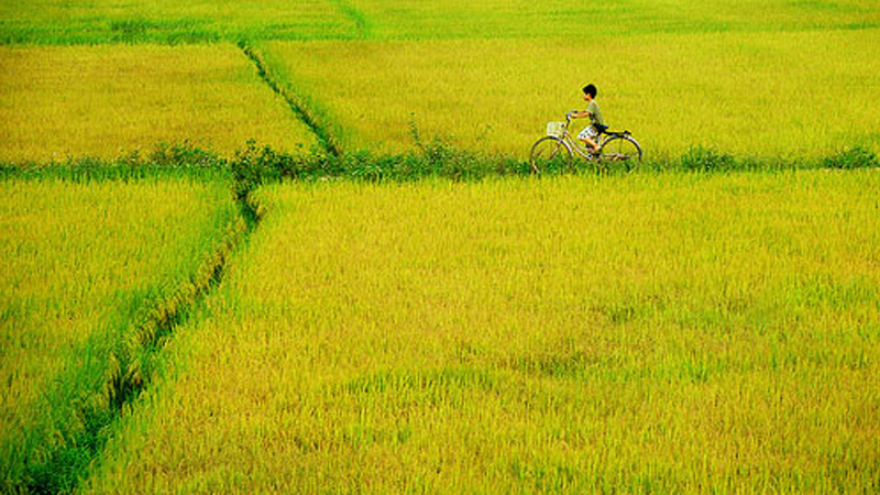 Em đi giữa biển vàng