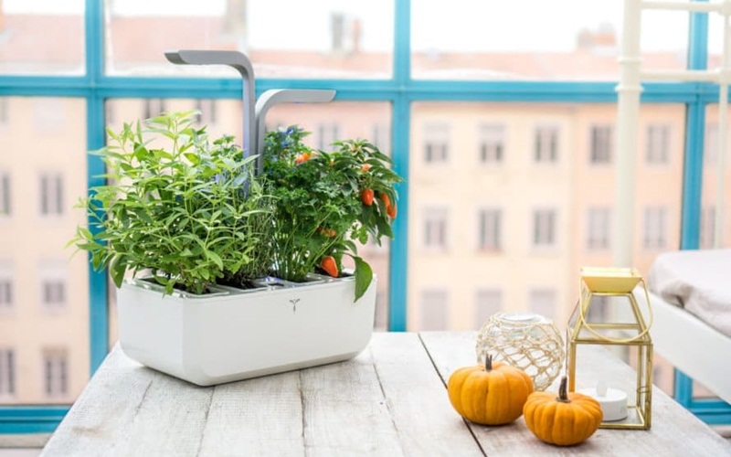 Chậu trồng thảo dược và cây gia vị thông minh Click and Grow