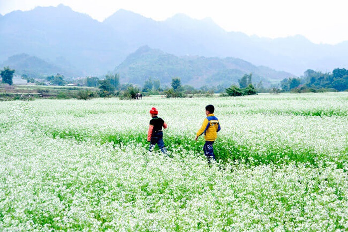 Khung cảnh hoa cải trắng vào tháng 11