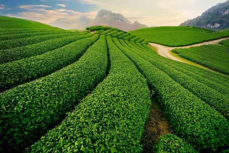 Dong Giang Tea Hill