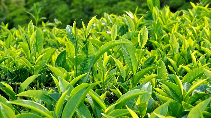 Dùng lá trà xanh để khử mùi hôi