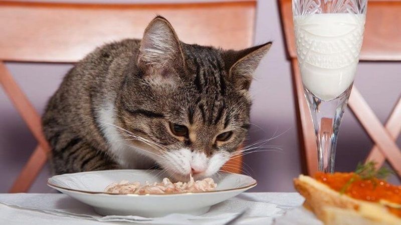 Cho mèo ăn thức ăn lỏng và mềm sau khi tiêu chảy