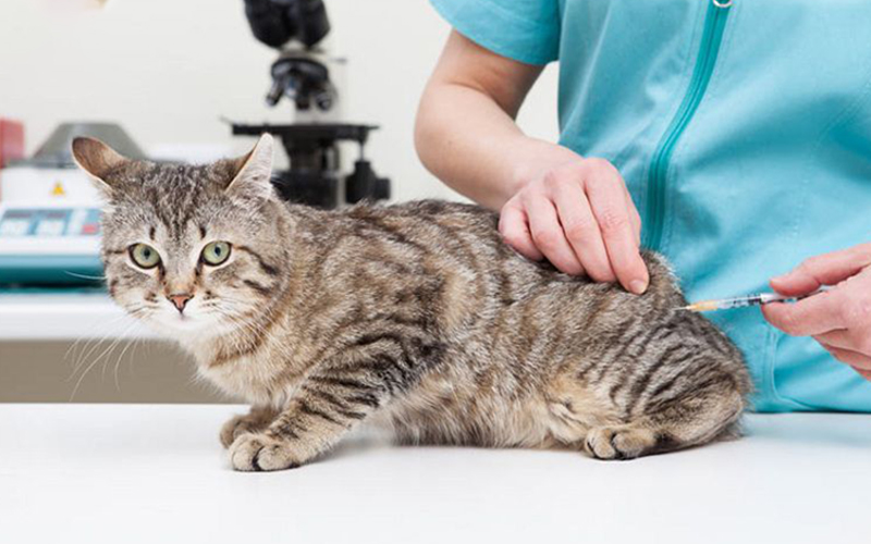 Cách ngăn ngừa bệnh tiêu chảy ở mèo