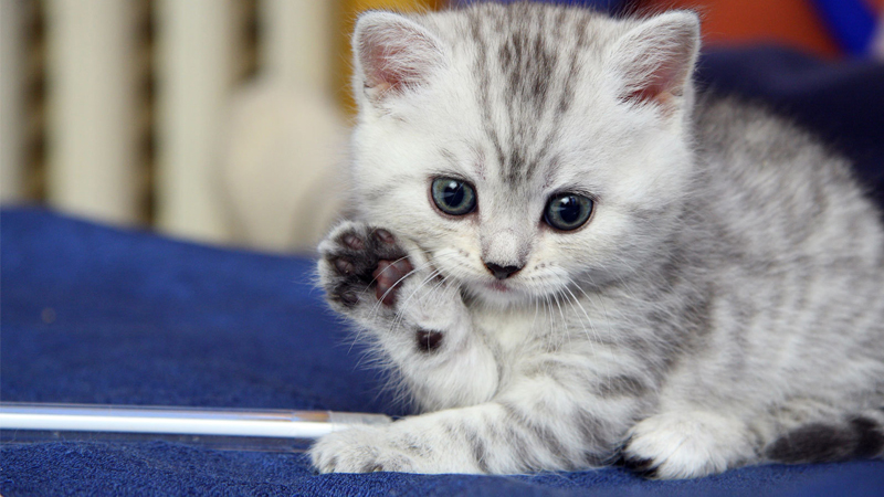 Khi nào nên triệt sản cho mèo?