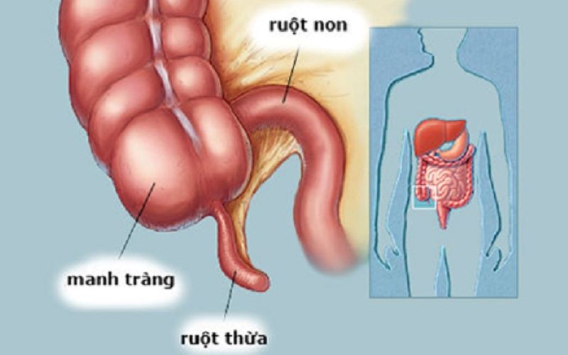 9 bộ phận cơ thể tưởng vô dụng lại có chức năng thú vị