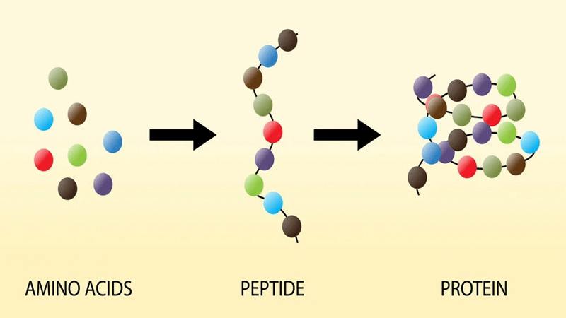 Peptide