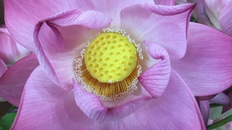 What is anemone flower? How to distinguish lotus and anemone flower very easily