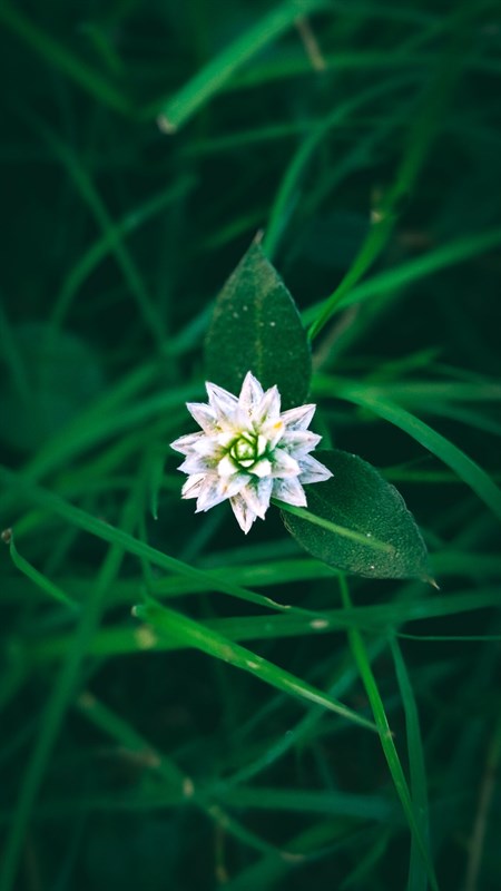 Huong-dan-tai-Google-Camera-8-2-moi-nhat