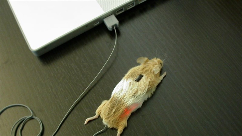 Hướng dẫn cách kiểm tra chuột chính xác