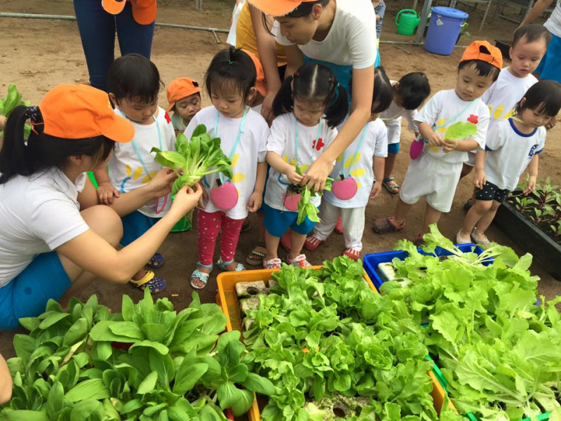 Orange Beetle Farm