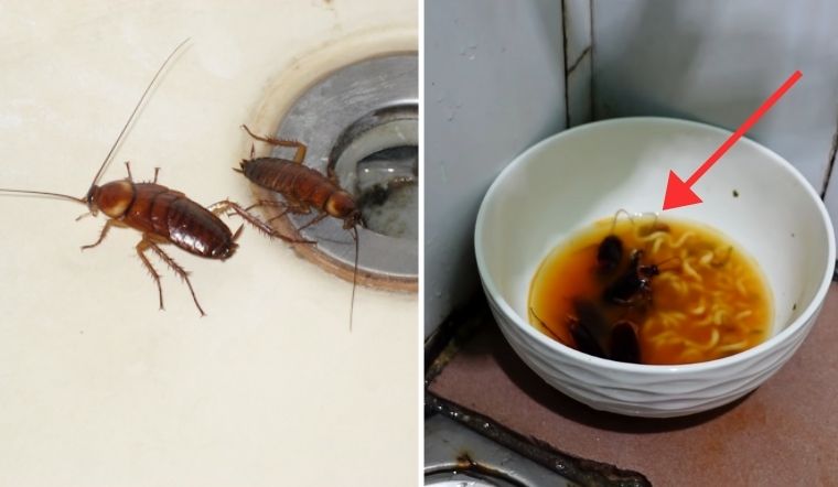 Mẹo siêu hay giúp diệt sạch gián chỉ cần nước rửa chén và nước mì tôm thừa 