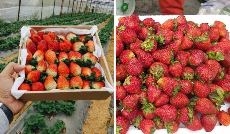 Nhìn 5 điểm này biết ngay dâu Trung Quốc ‘đội lốt’ hàng Việt