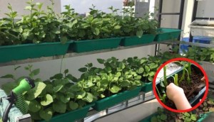 Cắm cành 7 loại cây này xuống đất, cả năm có rau ăn thỏa thích