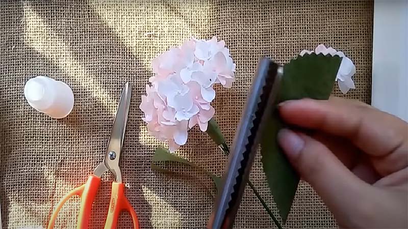 Dùng kéo răng cưa tỉa lá của hoa cẩm tú