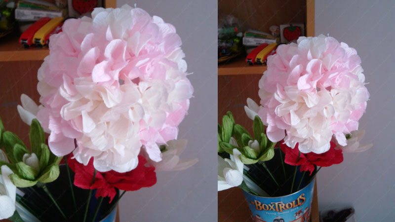 Hoa cẩm tú cầu màu hồng phấn