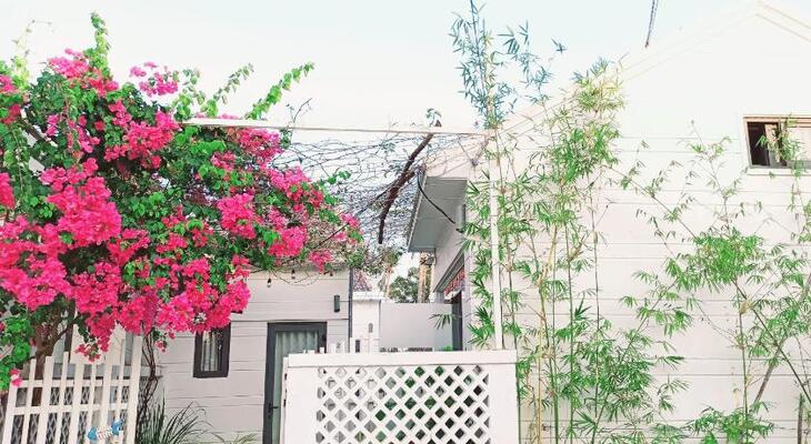 Dàn hoa giấy trước The Little Corner Homestay