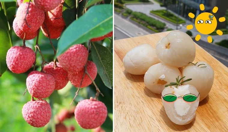 Cách làm vải nhân sữa chua (vải elsa) băng tuyết tại nhà