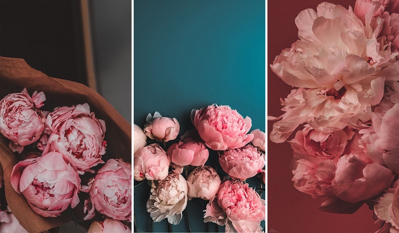 Mẫu hoa mẫu đơn đẹp mẫu hoa mẫu đơn đẹp giúp bạn chọn loại hoa phù hợp