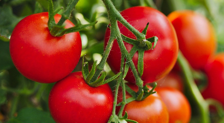 Anti-aging tomatoes