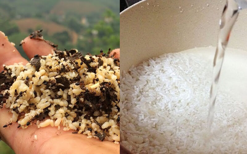 How to make sticky rice with ant eggs sounds strange but is incredibly delicious