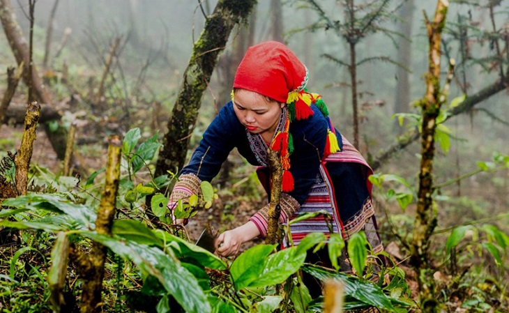 Phong tục hái lá thuốc