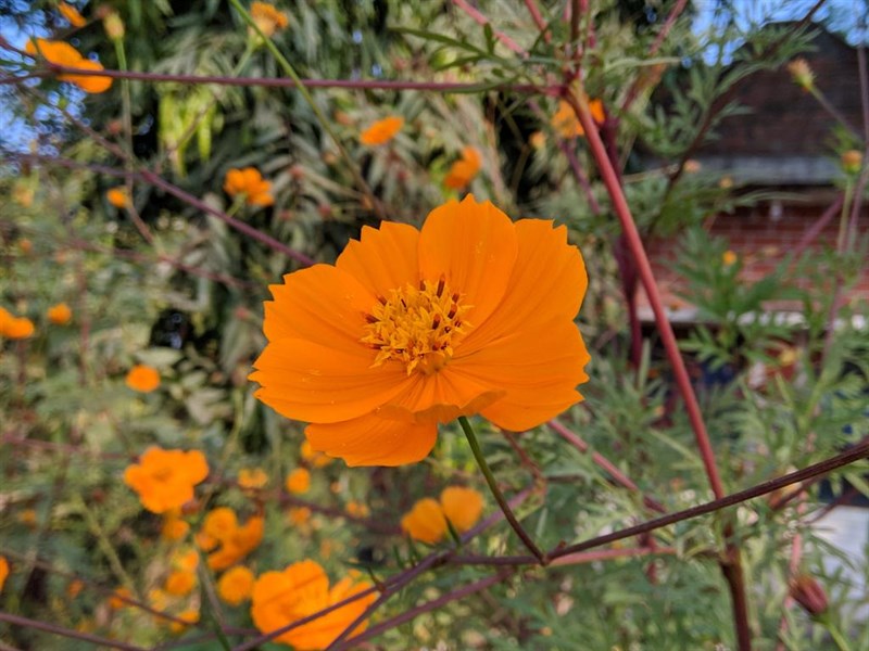 Cach-cai-Google-Camera-8-cho-dien-thoai-Android