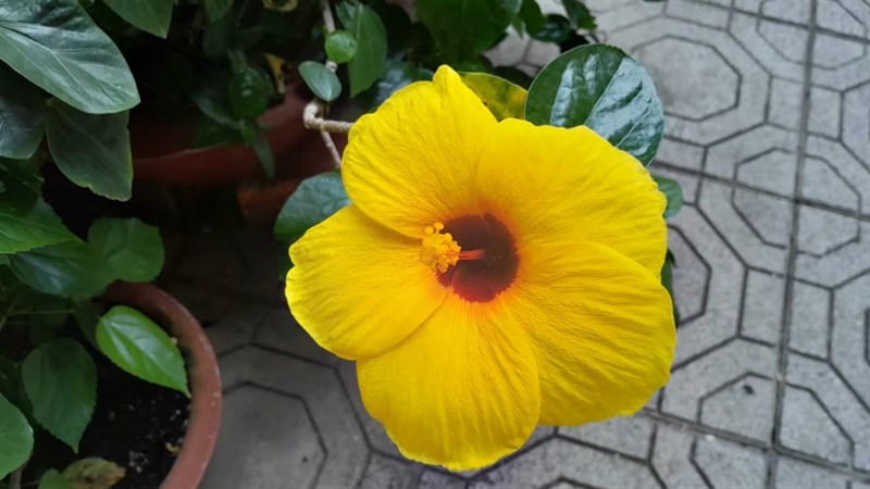 Hình ảnh được chụp bởi cụm camera của Galaxy A13. Nguồn: Infofull.