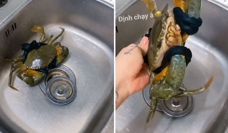 Cô gái chia sẻ mẹo làm sạch cua khiến dân biển thực thụ phải ‘bay’ vào bình luận gấp