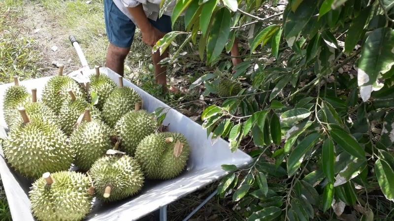 How to store durian after harvest