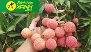 Ăn thử vải thiều Thanh Hà đặc sản nức tiếng Hải Dương mua tại Bách hóa XANH