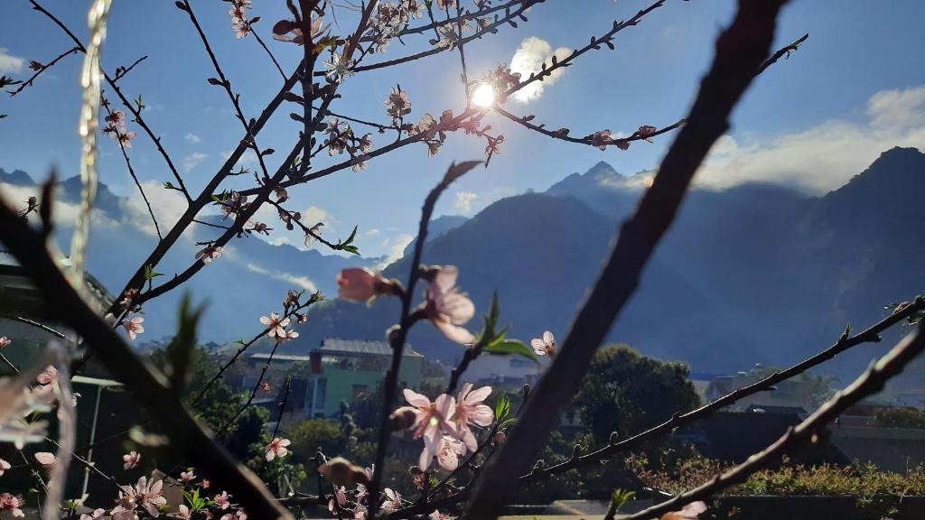 Hakuna Matata Mai Châu - Hoa đào nở