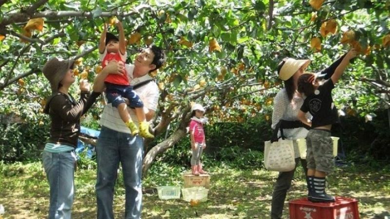 Thăm miệt vườn là lựa chọn của phần đa du khách khi đến Cồn Sơn