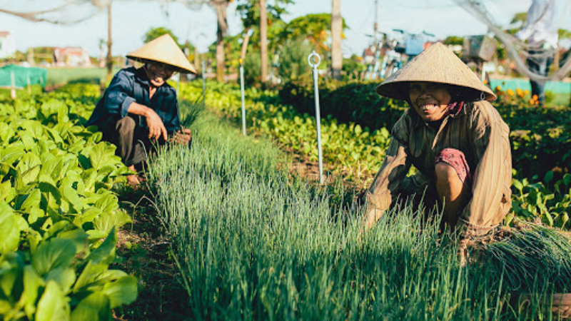 Làng rau Trà Quế