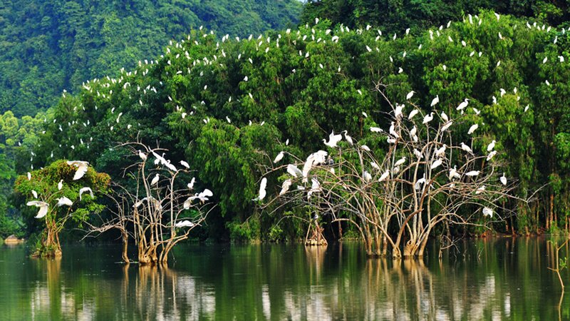 Vườn chim Thung Nham, Ninh Bình