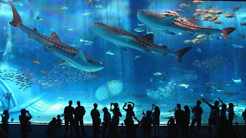 Thủy cung Coex Aquarium