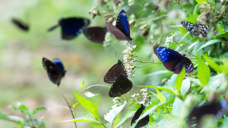 Nhiều loài bướm đẹp tạo nên một vũ hội bướm