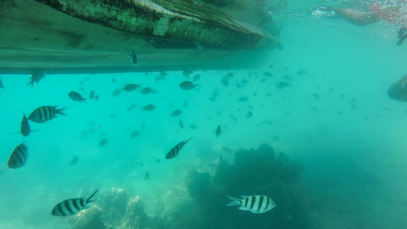 Lặn ngắm san hô ở Koh Rong