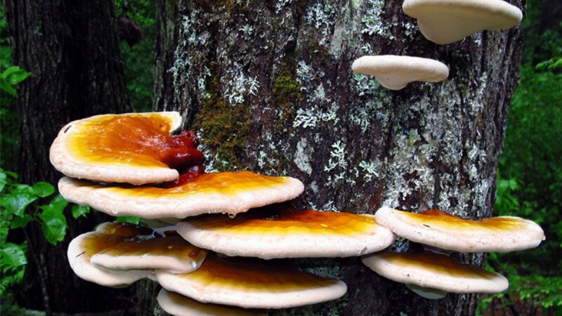 What is green reishi mushroom? Origin, characteristics, effects and usage