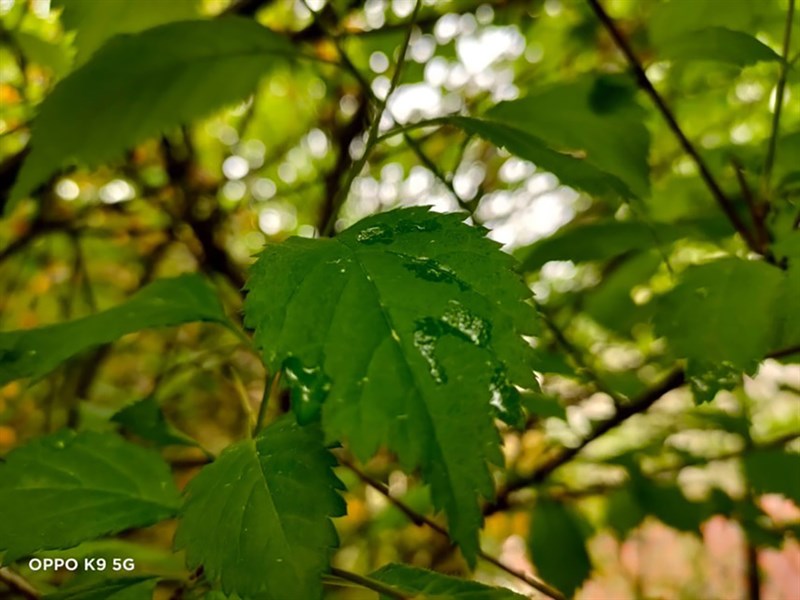 oppo-k9