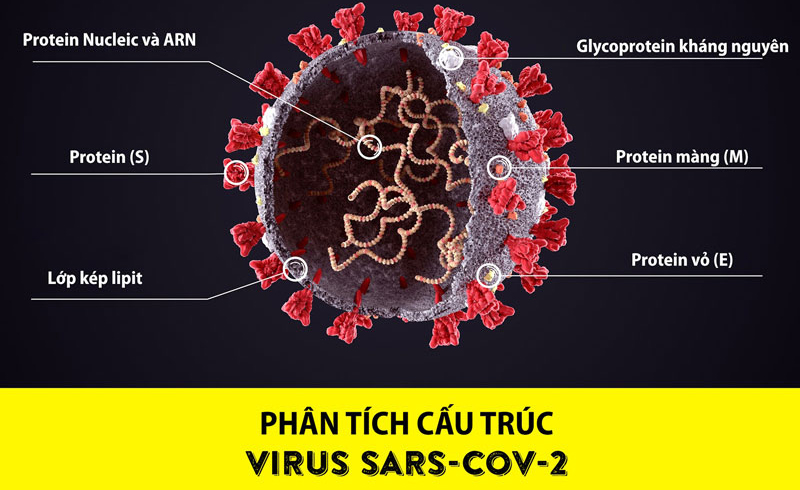 Virus Sars Cov 2 có dạng hình cầu, đường kính xấp xỉ 125 nanomet, với cấu tạo theo thứ tự từ trong ra ngoài