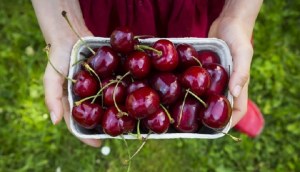 Tìm hiểu quả Cherry Mỹ: Đặc điểm, phân loại, giá Cherry Mỹ