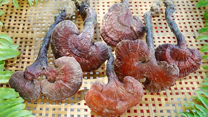 Detailed instructions on how to make green reishi mushrooms soaked in wine