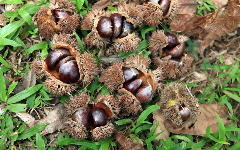 Hạt dẻ Trùng Khánh - Cao Bằng